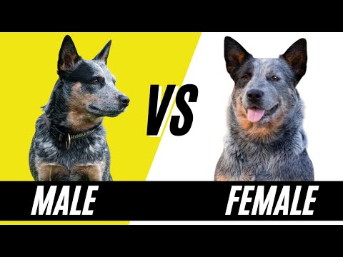 Vidéo: La différence entre Blue Heelers et Australian Cattle Dogs