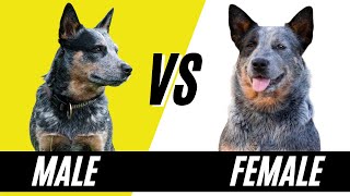 Male VS Female Blue Heelers - Difference in the Australian Cattle Dog Gender