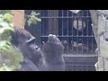 隙あらば飼育員の手に触れようとする、甘えん坊な父モモタロウ⭐️ゴリラ Gorilla【京都市動物園】A big baby Momotaro who tries to touch zookeeper