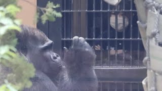 隙あらば飼育員の手に触れようとする、甘えん坊な父モモタロウ⭐️ゴリラ Gorilla【京都市動物園】A big baby Momotaro who tries to touch zookeeper
