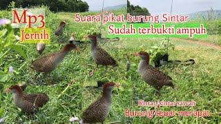 Suara pikat burung sintar, sintar sawah, khusus buat pikat dan sudah terbukti ampuh.