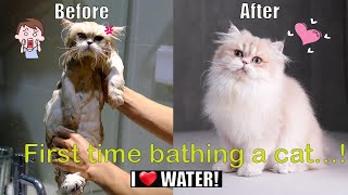 First time bathing a cat...! Pay attention to the eardrum! Cat loves to bathe