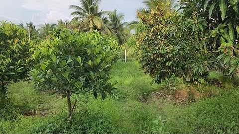 Ms 165 : Bán vườn trái cây đủ loại rất tâm huyết đường ô tô giá 690 triệu