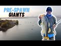 Chasing Giant pre spawn bass at Midmar dam South Africa