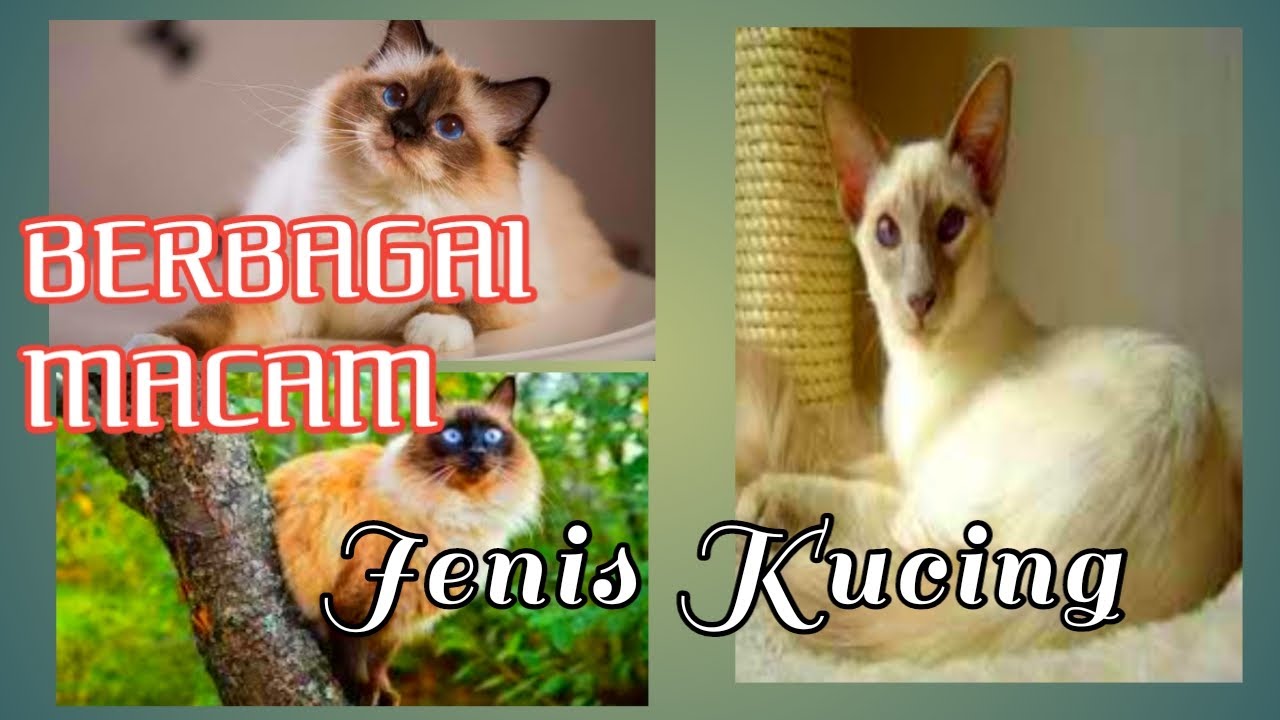 Jenis Kucing Di Malaysia - Jenis Kucing Anggora - Hewan.id - Namun