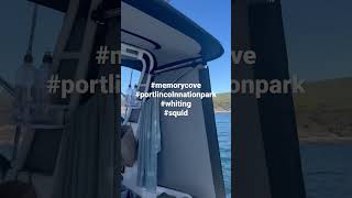 Port Lincoln bag out! #fishing #whiting #squid #fishingvideo #shorts #summer #boatlife  #boating