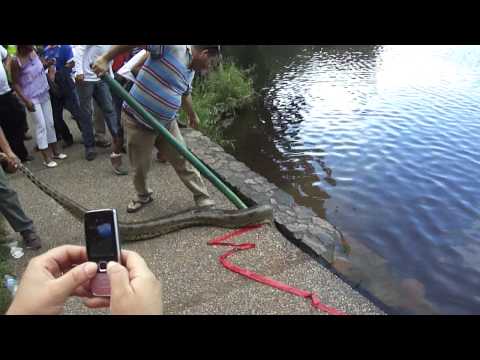 REAL anaconda en parque de la llovizna de venezuela