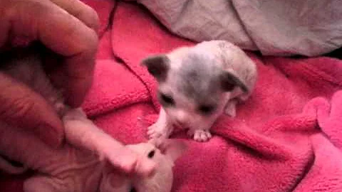 Watch the video about Fatimah's Devon Rex kittens.AVI