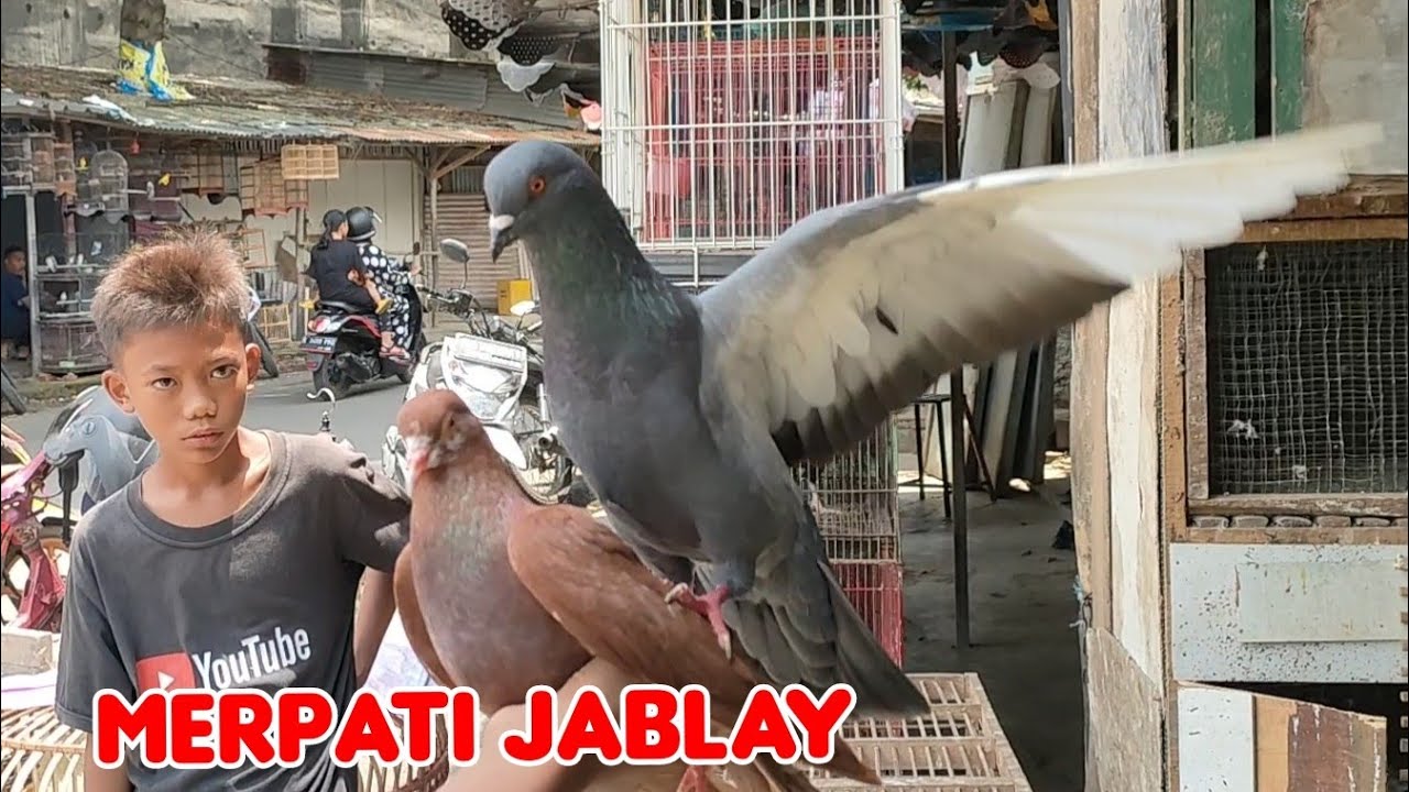 REVIEW MERPATI KOLONG BALAP POS HIAS/PASAR BURUNG IMKOT INDRAMAYU KOTA