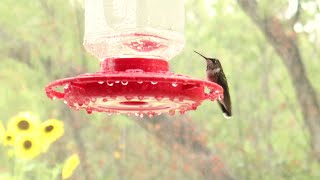 When it Rains! by Backyard Cardinals 28 views 8 days ago 5 minutes, 16 seconds