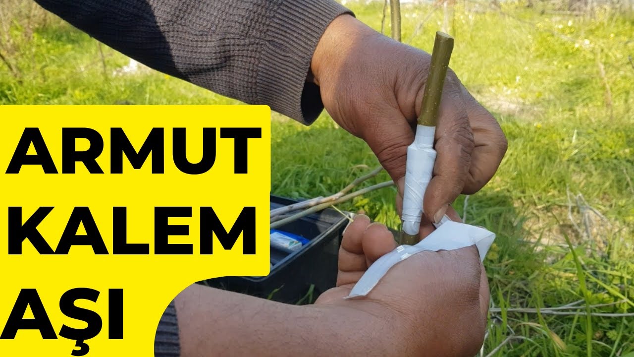 Armuda Kalem Aşı Nasıl Yapılır ?  armut aşısı nasıl yapılır. #tropikaltopraktv