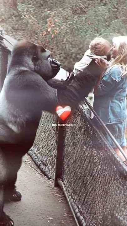 She Ended Up in the Gorilla’s Cage… But He Did This 🥹