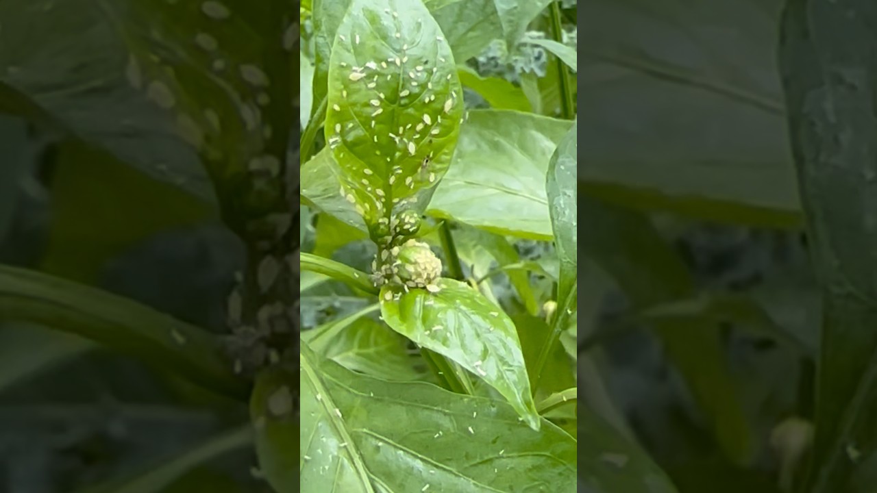 Sometimes You NEED HELP! | APHID Infestations    