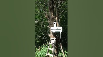 Honeybee Swarm Move in 1 of 2