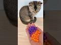 Beads ASMR 💫 Satisfying Cat Moments 🔥 #cat #asmr #satisfying #beads