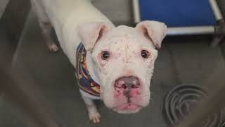 Acs A812423