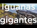 Las iguanas más grandes de Galápagos están en Isla Isabela