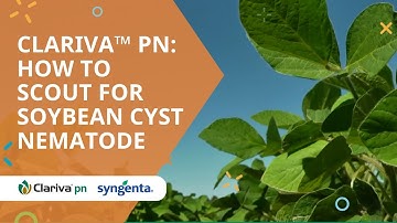 Clariva™ pn: How to scout for Soybean Cyst Nematode