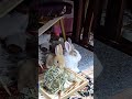 What did bunny do to friend? #mofu #bunny #rabbit #cute #viralvideo #shorts #relaxing #love #かわいい
