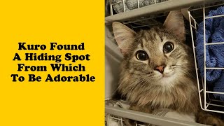 50 Weirdest Places That Cats End Up In  Funny cat