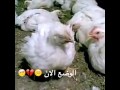 هههههه اضحك معنا على جوعاننننن 