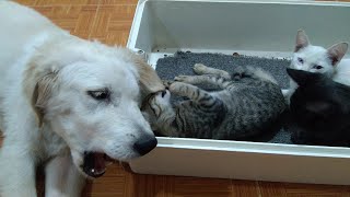 Kittens Say to Puppy: Don't Destroy Our House Anymore by Top Kitten TV 154 views 2 years ago 3 minutes, 5 seconds