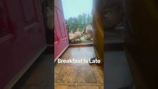 Impatients Chickens are Hangrey