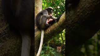 Monkey Give Birth In The Forest On The Tree Tiger Around 6