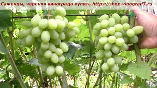 24 июля и начинается созревание Кишмиша Афродита. Он еще не готов, сахара мало, ждем созревание