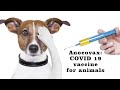 India&#39;s first COVID 19 vaccine for animals: Anocovax