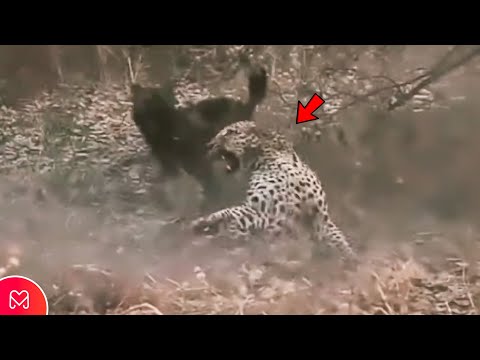 Video: Má tamandua chvost?