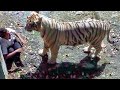 Krivolovci su pobili cijelu porodicu ovog tigra.Evo šta je on uradio kao ODGOVOR !