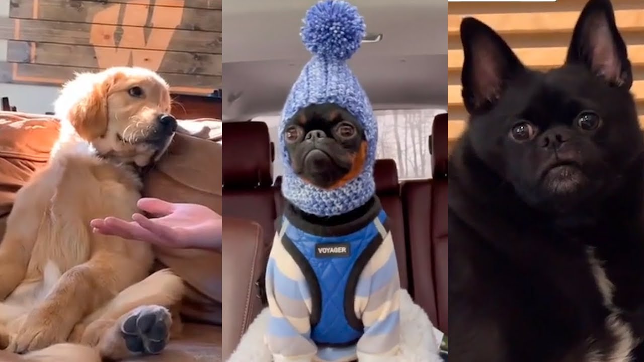 Funniest TikTok Pets To Brighten Your Day - YouTube