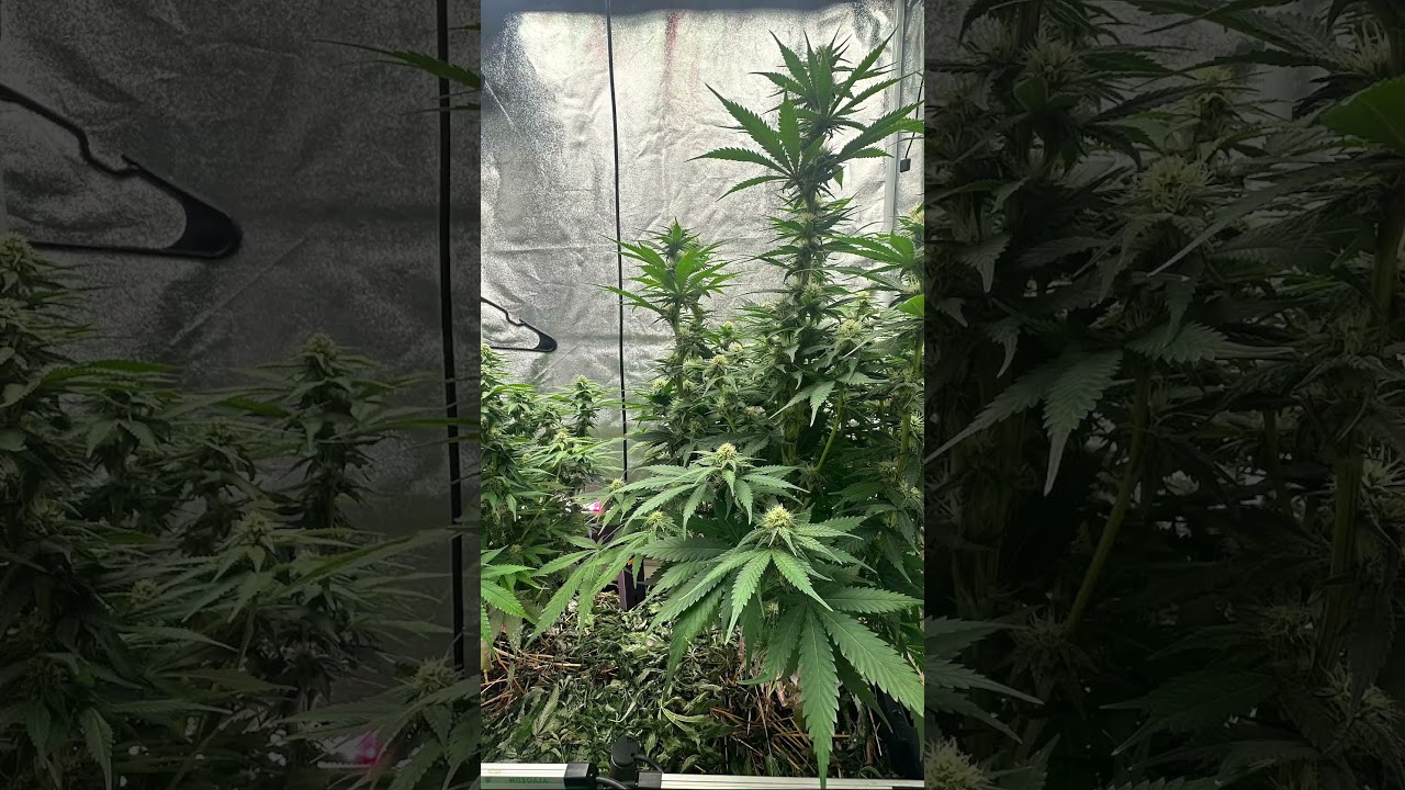 Ricky’s Hash Plant 2 example phenos from the same seed.