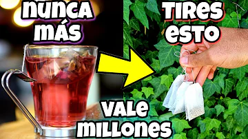 ¿Ayudan las bolsitas de té al crecimiento de las plantas?