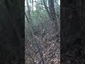四国犬と１銃１狗#狩猟 #松ごり #猟犬 #hunting#hunter#四国犬#猪#boar#boarhunting
