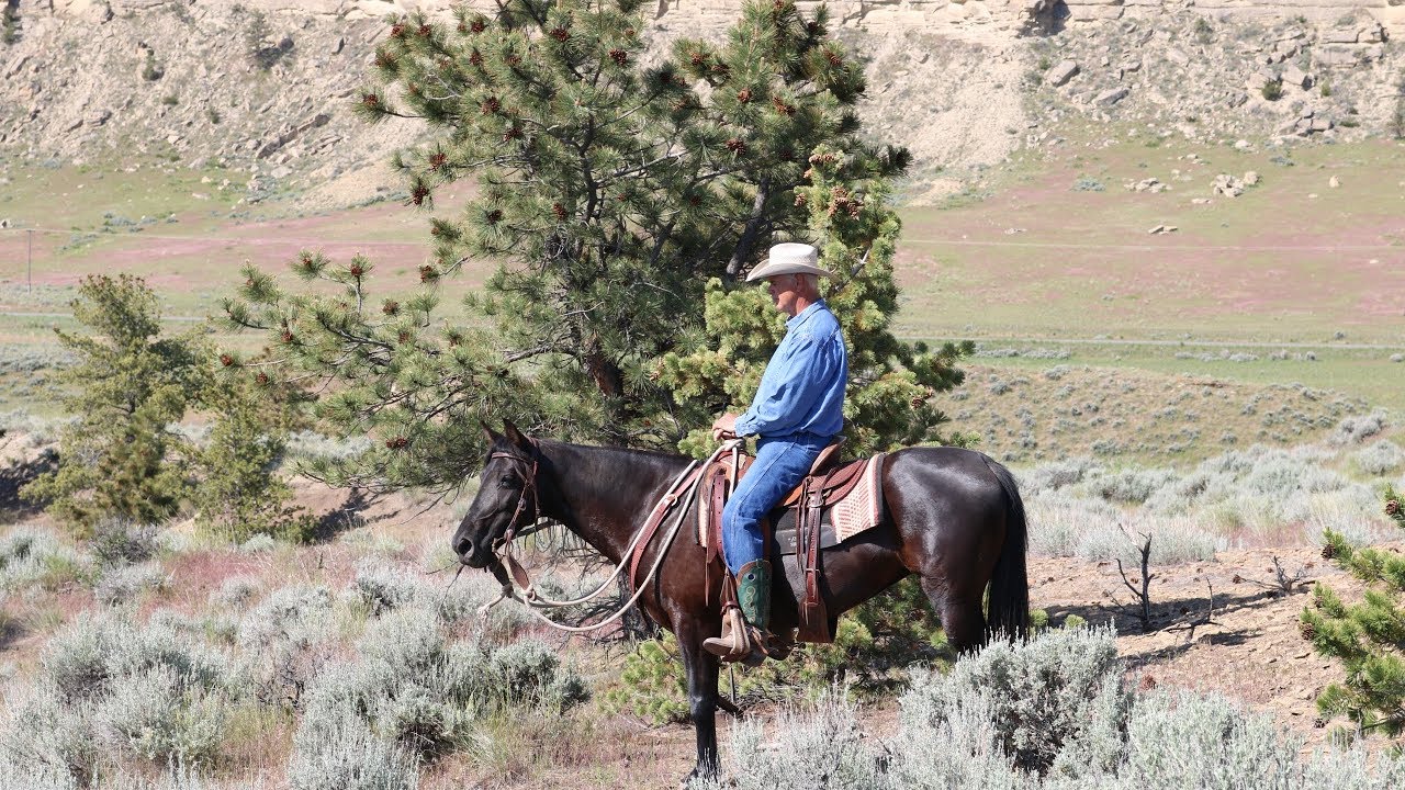 VELVET 14'3 9 yr. old Rocky Mountain Gaited Horse YouTube