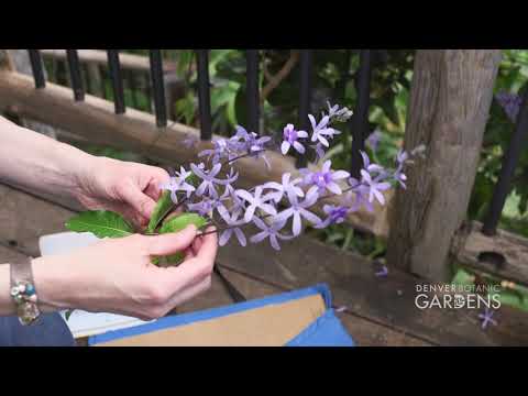 Video: Helping Children Collect A Herbarium