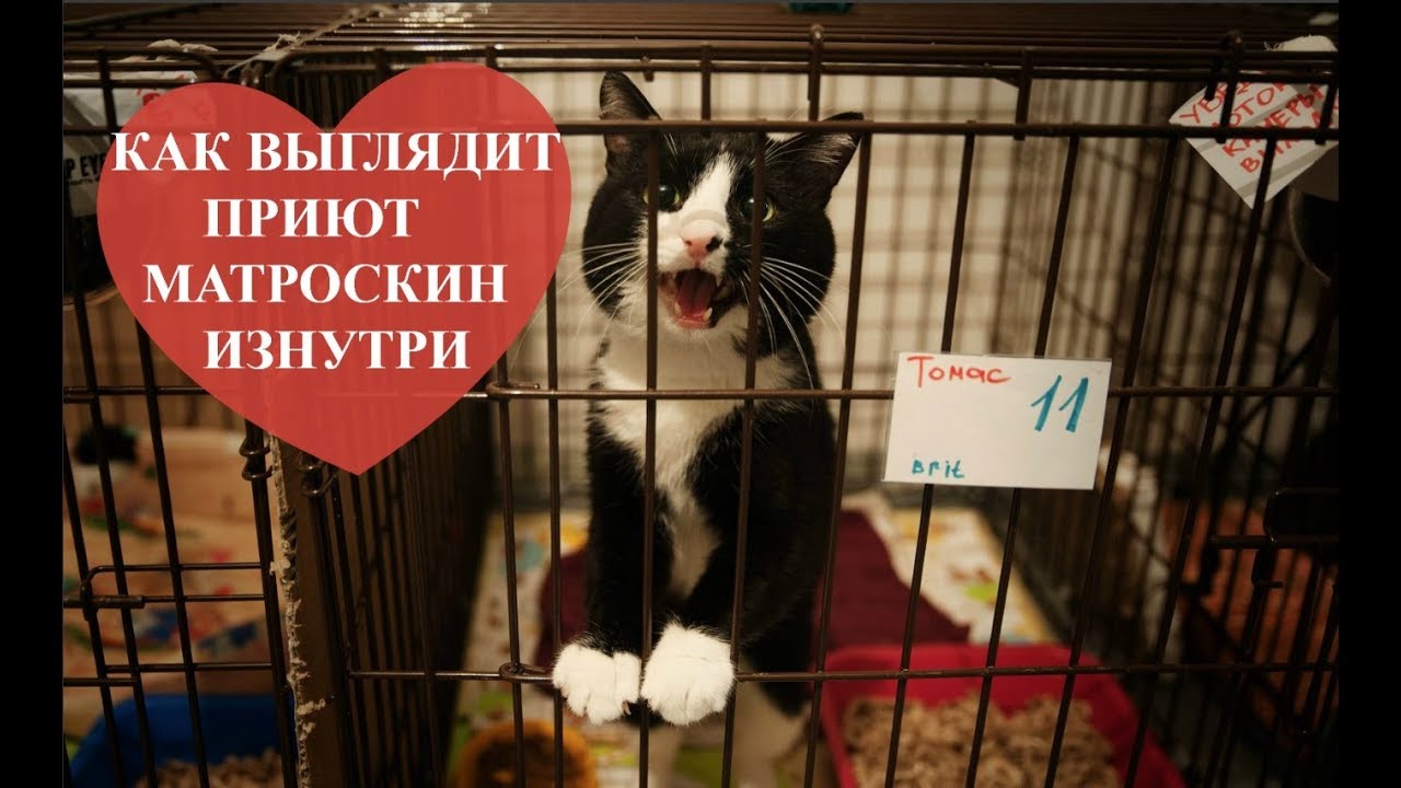 Приют для кошек пермь