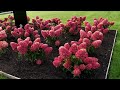 Hydrangea paniculata living raspberry pink