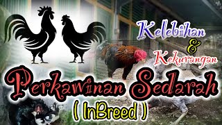 Perkawinan Sedarah ( Inbreed ) || Metode Pemurnian Galur Dalam Peternakan Ayam