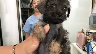 Little Sad Puppy Suffers from Bloated Disease and Severe Mange by AnimalSTEP Official 88,288 views 6 years ago 6 minutes, 26 seconds