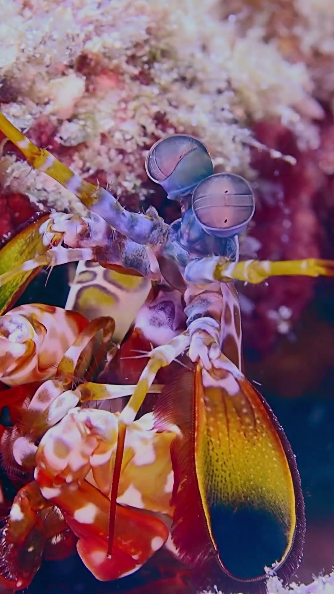 Flashy Peacock Mantis Shrimp || ViralHog