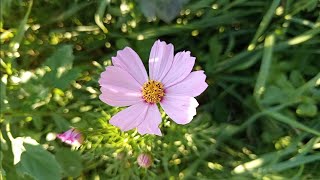 10 Minute Soothing Nature Ambience 🌸 Lovely Wildflowers & Gentle Birds Singing