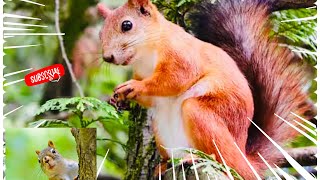 تعالوا شوفو ?️ شلون السنجاب خرب حديقة بيتنا /?? Squirrel ruined our garden  ?