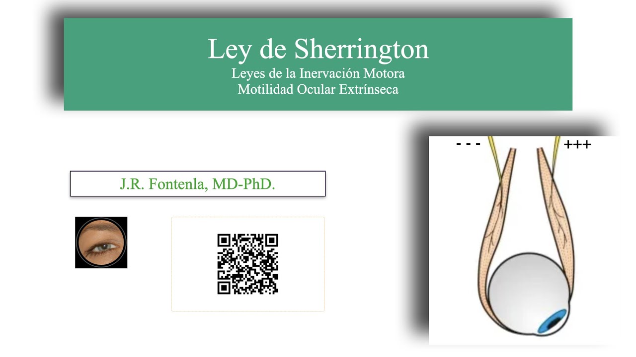Ley de Sherrington o Ley de la Inervación Recíproca. YouTube