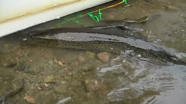 BWCAW Island RIver 2010