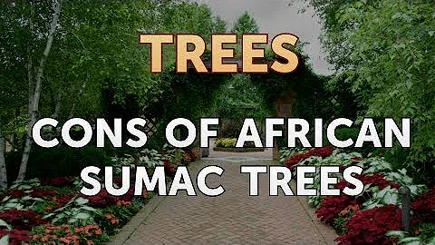 Are African sumac trees poisonous to dogs?