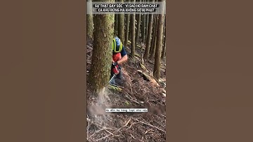 Sự thật gây sốc, vì sao họ dám chặt cả khu rừng mà không sợ bị phạt #short #review #khampha