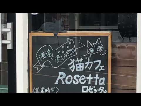 クックドア 猫カフェ ロゼッタ